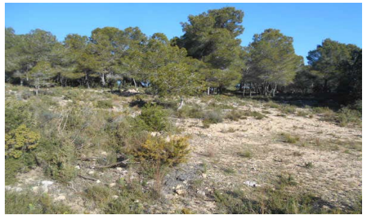 Paraje LUCERO o LANZO. Superficie: 2,35 hectáreas. (Torrente, Valencia) - Imagen 8