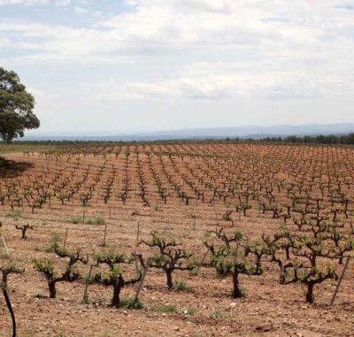Campo de Tierra secano con algarrobos, de 4 hanegadas y 33 áreas en el término de Quart de Poblet, Partida de la Foya.
